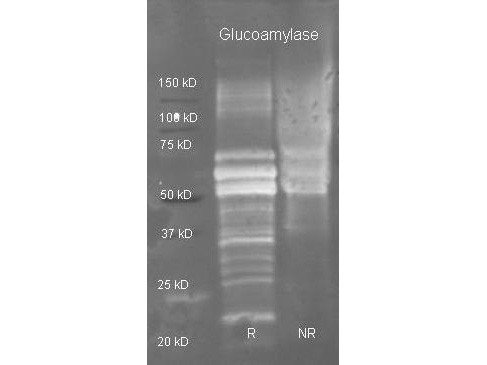 Anti-GLUCOAMYLASE, Biotin Conjugated