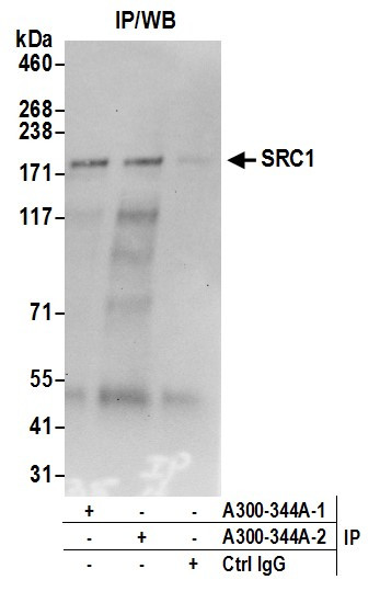 Anti-SRC1