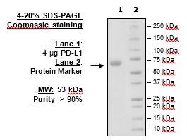 PD-L1 (Human), Fc fusion (Mouse IgG2a) HiP(TM)