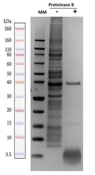 ReadiPrep(TM) Lipopolysaccharide (LPS) Isolation Kit