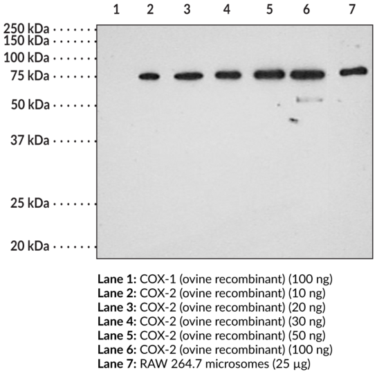 Anti-COX-2 (mouse) (aa 584-598)