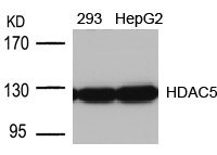 Anti-HDAC5 (Ab-498)