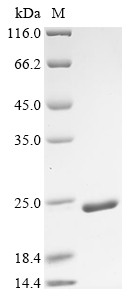 Chromatin accessibility complex protein 1 (Chrac1), mouse, recombinant