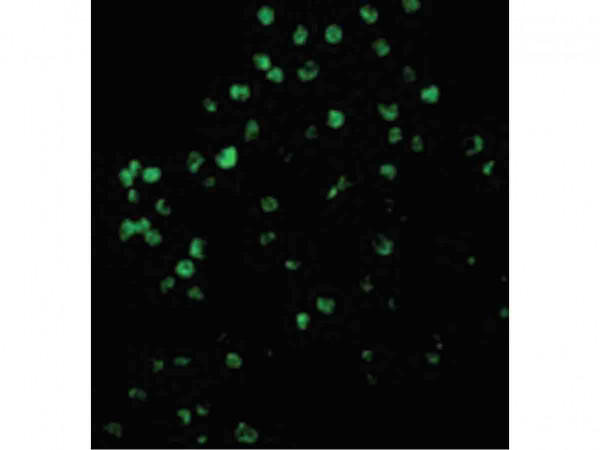Anti-Caspase-4