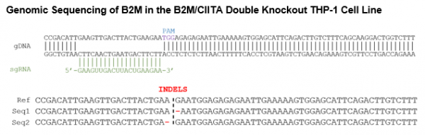 B2M/CIITA Double Knockout THP-1 Cell Line