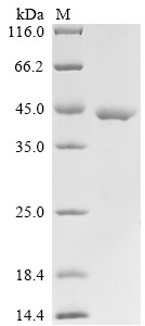 Protein bicaudal D homolog 2 (Bicd2), partial, mouse, recombinant