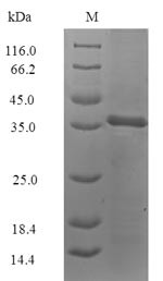 Allergen Bla g 4, Blattella germanica, recombinant