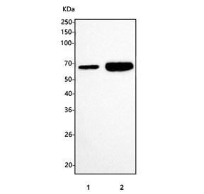 Anti-Klf4 / Krueppel-like factor 4