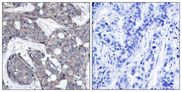 Anti-phospho-HSP27 (Ser82)