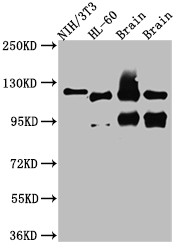 Anti-OGT Recombinant Monoclonal, clone 8G7