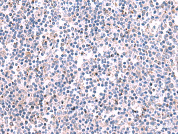 Anti-KCNK10