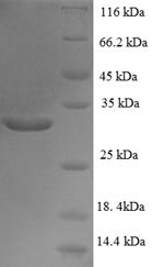 Transcription initiation factor TFIID subunit 12 (TAF12), human, recombinant