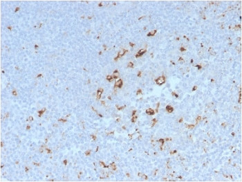 Anti-CD68, clone C68/2908R
