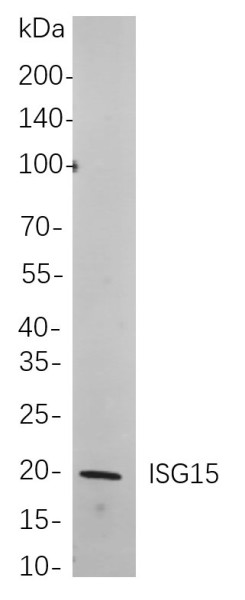 Anti-Recombinant ISG15, clone 11B6