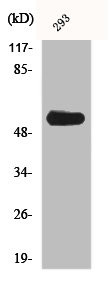 Anti-Phospho-SRC (Y419)