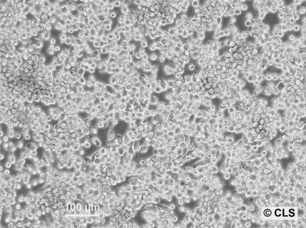 CaD2 Cells