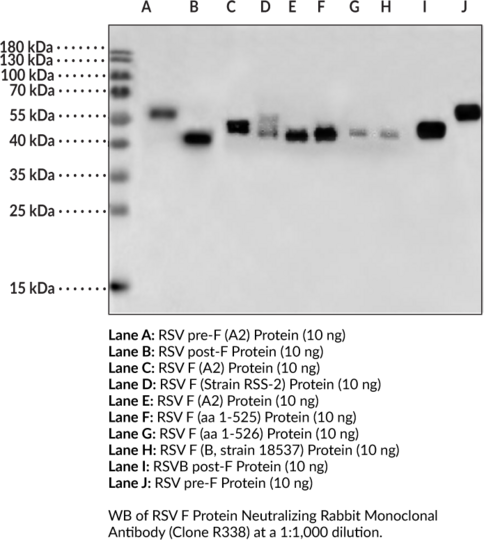 Anti-RSV F Protein Neutralizing Rabbit Monoclonal (Clone R338)