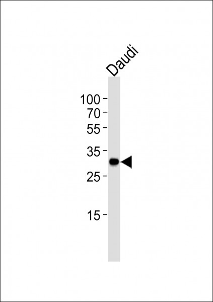 Anti-Bcl-10, clone 1185CT13.2.1.2