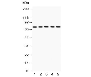 Anti-12 Lipoxygenase