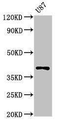 Anti-OPN1SW