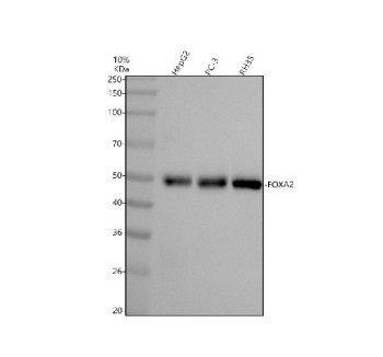 Anti-FOXA2 / Forkhead box protein A2, clone AAAH-6