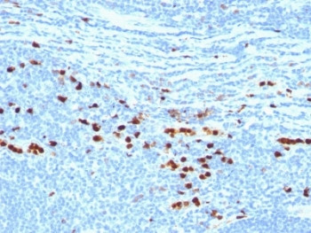 Anti-Macrophage, clone MAC387