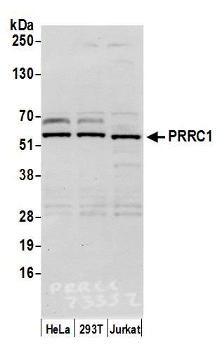 Anti-PRRC1