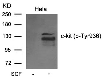 Anti-phospho-c-kit (Tyr936)