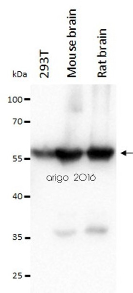 Anti-alpha Tubulin