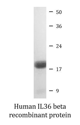 Human IL36 beta recombinant protein (Active)