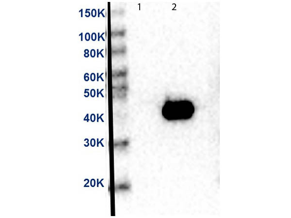 Anti-MEK2 C-Term Biotin, clone 12A6.G1.G11, Biotin Conjugated