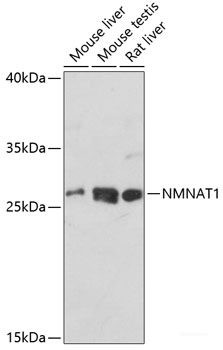 Anti-NMNAT1