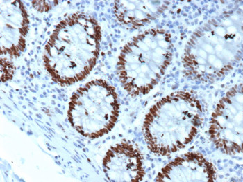 Anti-MCM4 / Minichromosome maintenance complex component 4, clone MCM4/3041