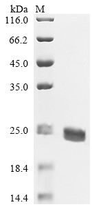 Apoptosis-associated speck-like protein containing a CARD (Pycard), partial, mouse, recombinant