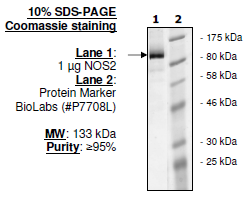 NOS2, human recombinant, N-terminal His-Flag tag