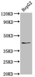 Anti-OCT4 Monoclonal, clone 2H41D8