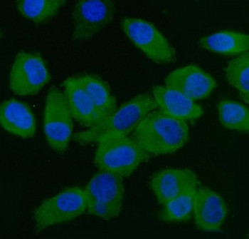Anti-EIF5, clone 2F13C4