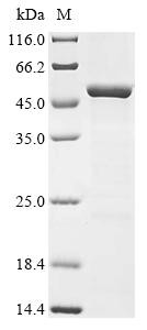 Lysosome membrane protein 2 (Scarb2), partial, rat, recombinant