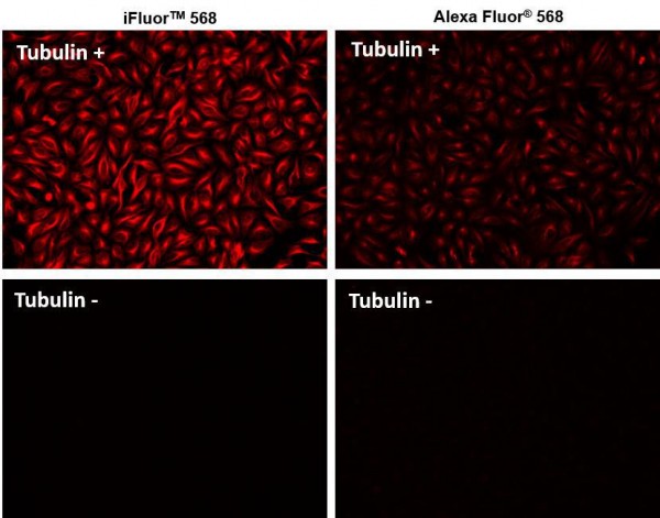 iFluor(TM) 568 goat anti-mouse IgG (H+L) *Cross Adsorbed*