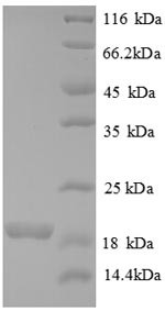 Bone morphogenetic protein 6 (BMP6), partial, human, recombinant