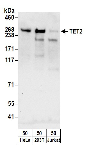 Anti-TET2