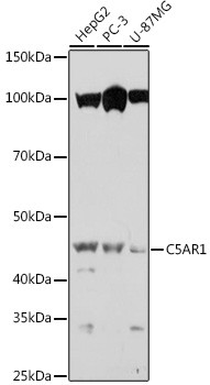 Anti-C5AR1
