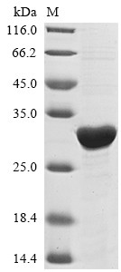 Enoyl-[acyl-carrier-protein] reductase [NADH] (inhA), Mycobacterium tuberculosis, recombinant