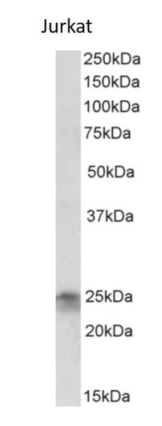 Anti-FGF8