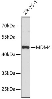 Anti-MDM4