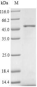 Protein Wnt-2 (WNT2), human, recombinant