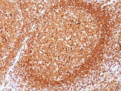 Anti-CD79a(JCB117), CF405S conjugate, 0.1mg/mL