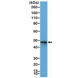 Anti-CD79a / C-Terminal (recombinant antibody), clone RM297