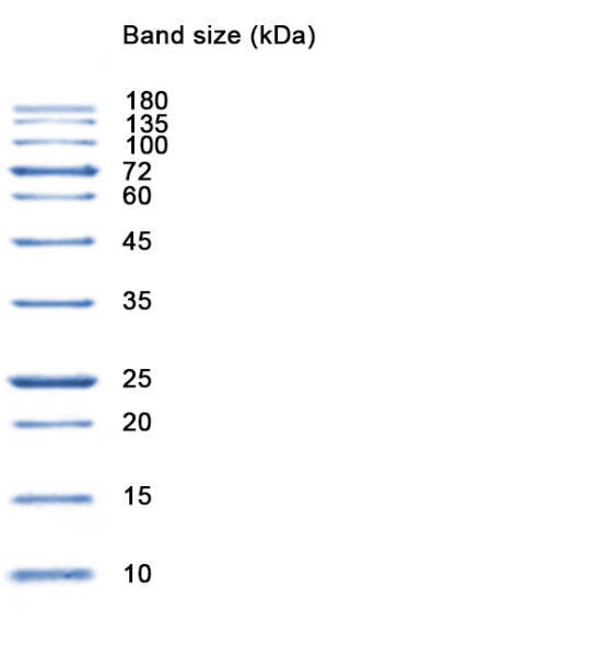 NZYBlue Protein Marker, 10-180 kDa