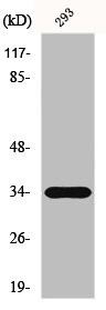 Anti-ELOVL6